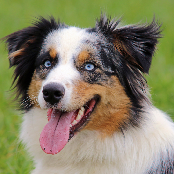 The Tail-Wagging Benefits of Switching to Beef Jerky Dog Treats